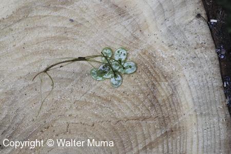 Lesser Duckweed (Lemna minor) plant underside