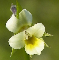 Pansy, Field (Viola bicolor) flowers