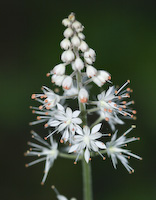 Foamflower (Tiarella cordifolia) flowers