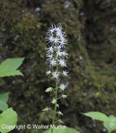 Foamflower (Tiarella cordifolia) flowers
