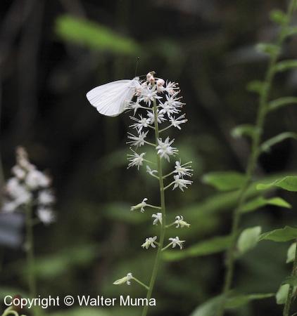Foamflower (Tiarella cordifolia) flowers and butterfly