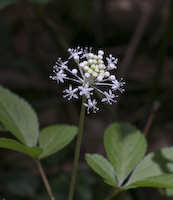 Ginseng, Dwarf (Panax trifolius) flowers