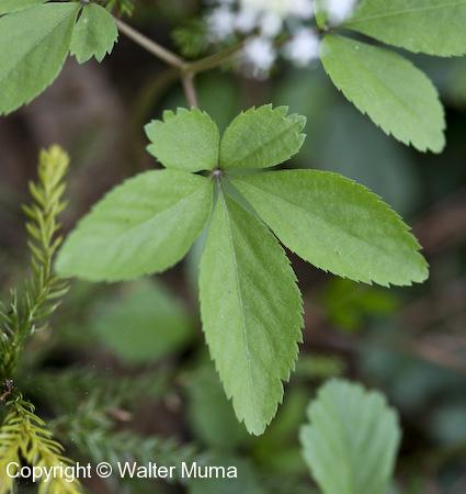 Dwarf Ginseng (Panax trifolius) leaf