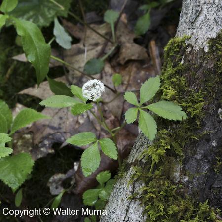 Dwarf Ginseng (Panax trifolius) plant
