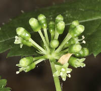Ginseng (Panax quinquefolius) flowers