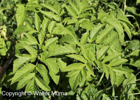 Great Angelica (Angelica atropurpurea) leaves