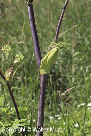 Great Angelica (Angelica atropurpurea) stem