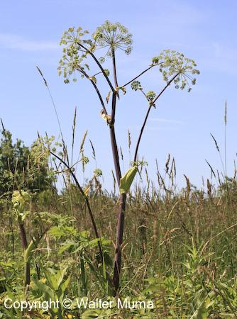 Great Angelica (Angelica atropurpurea) plant