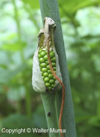 Green Dragon (Arisaema dracontium) fruit forming