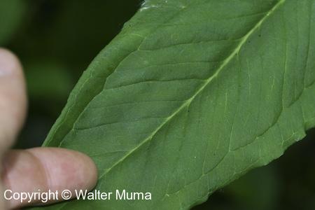 Green Dragon (Arisaema dracontium) leaf