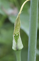 Green Dragon (Arisaema dracontium) flowers