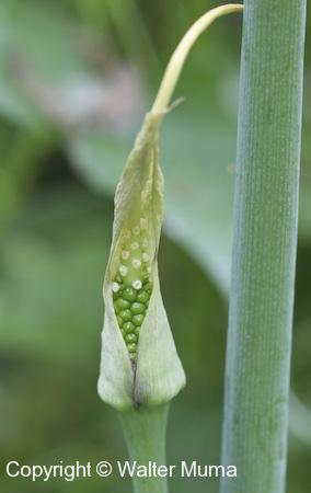 Green Dragon (Arisaema dracontium) flower