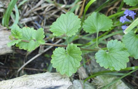 Ground Ivy (Glechoma hederacea) leaves