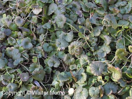 Ground Ivy (Glechoma hederacea) leaves