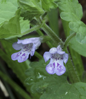 Ivy, Ground (Glechoma hederacea) flowers
