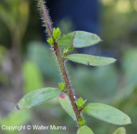 Hairy Pinweed (Lechea mucronata)