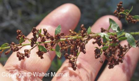 Hairy Pinweed (Lechea mucronata)