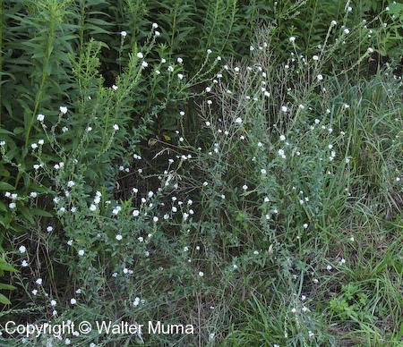 Hoary Alyssum (Berteroa incana) group of plants