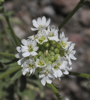 Alyssum, Hoary (Berteroa incana) flowers