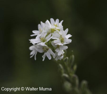Hoary Alyssum (Berteroa incana) flower head