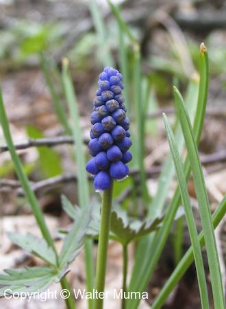 Grape Hyacinth (Muscari botryoides) flowers and leaves