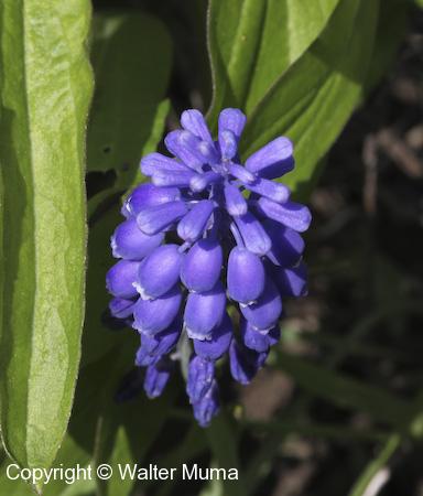 Grape Hyacinth (Muscari botryoides) flowers