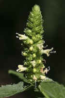 Hyssop, Yellow Giant (Agastache nepetoides) flowers