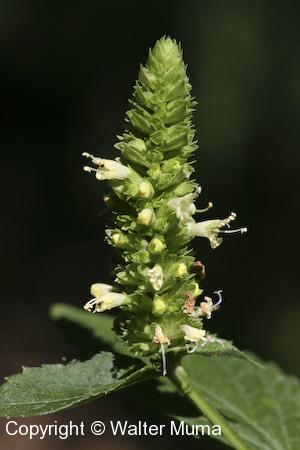 Yellow Giant Hyssop (Agastache nepetoides) flower spike