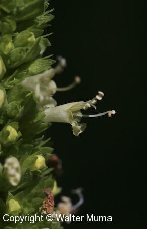 Yellow Giant Hyssop (Agastache nepetoides) flower