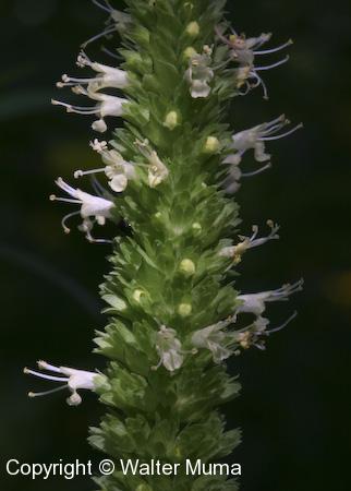 Yellow Giant Hyssop (Agastache nepetoides) flowers