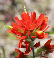 Indian Paintbrush (Castilleja coccinea) flowers