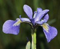 Iris, Blue Flag (Iris versicolor)