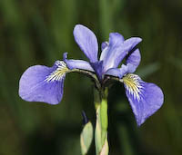 Iris, Blue Flag (Iris versicolor) flowers