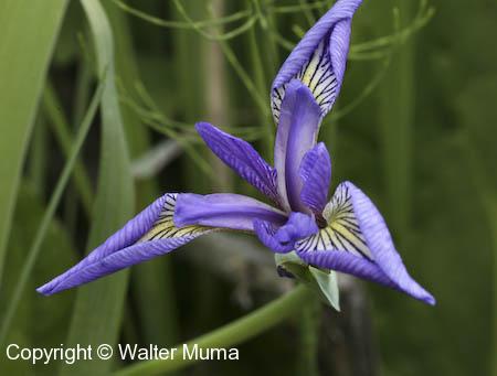 Blue Flag Iris (Iris versicolor)