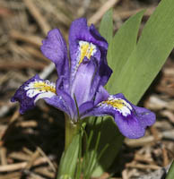 Iris, Dwarf Lake (Iris lacustris) flowers