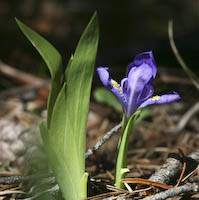 Iris, Dwarf Lake (Iris lacustris)