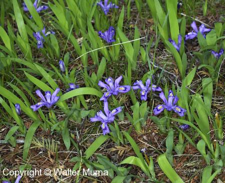 Dwarf Lake Iris (Iris lacustris)