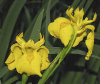 Iris, Yellow (Iris pseudacorus) flowers