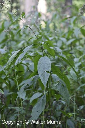 Sweet-scented Joe Pye Weed (Eutrochium purpureum)
