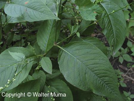 Jumpseed (Persicaria virginiana) leaves