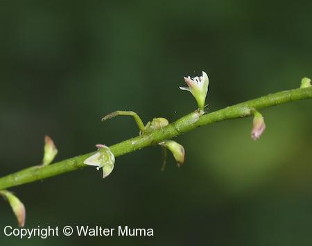 Jumpseed (Persicaria virginiana)