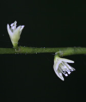 Jumpseed (Persicaria virginiana) flowers