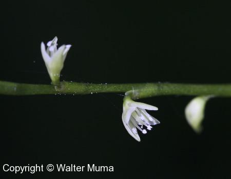 Jumpseed (Persicaria virginiana) flower