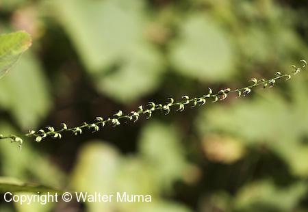 Jumpseed (Persicaria virginiana) flower stalk