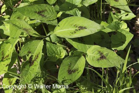 Jumpseed (Persicaria virginiana) leaves