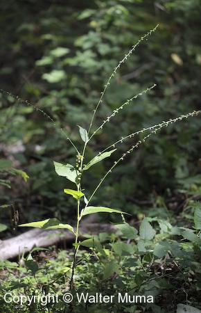 Jumpseed (Persicaria virginiana) plant