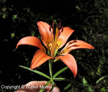 Wood Lily (Lilium philadelphicum)