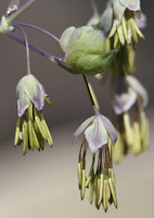 Meadow Rue, Early (Thalictrum dioicum)