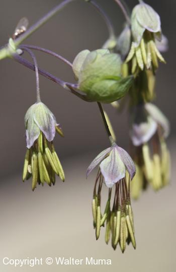Early Meadow Rue (Thalictrum dioicum) flowers