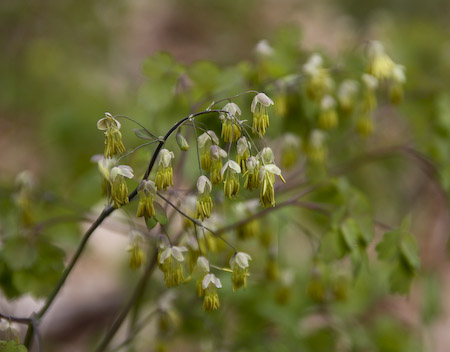 Early Meadow Rue (Thalictrum dioicum)